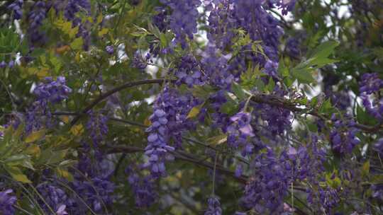 紫藤花花瓣花朵绽放花开