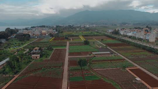 农业视频云南澄江玉溪庄园有机花卉种植区