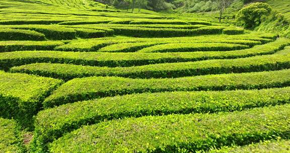 种植园，梯田，茶，绿色