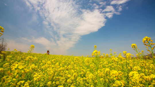 油菜花花田金黄油菜花延时