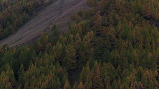 B新疆准噶尔盆地阿尔泰山树林1