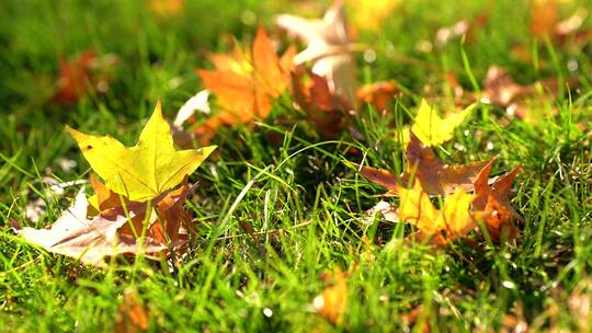枫树林 彩林 红枫