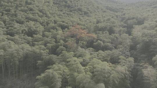 秋天森林大自然树