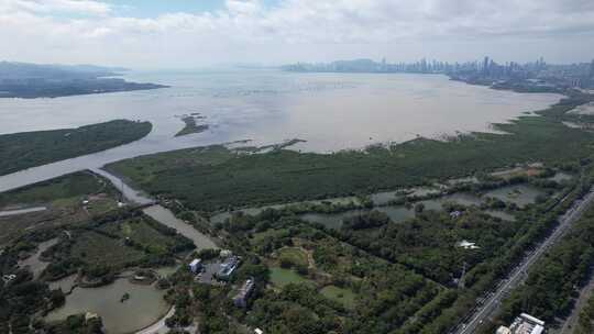 4K航拍深圳福田红树林湿地保护区