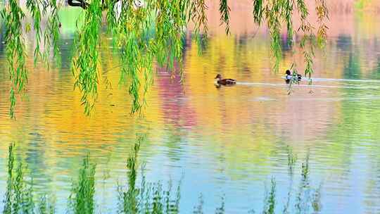 金色秋天五彩树叶唯美秋景