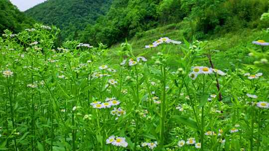 合集4k野花花蕊一年蓬植物花朵一年蓬中草药