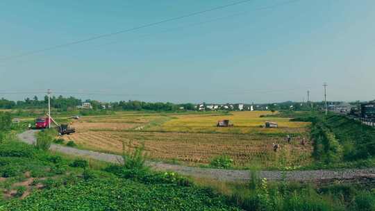 航拍农田收割水稻