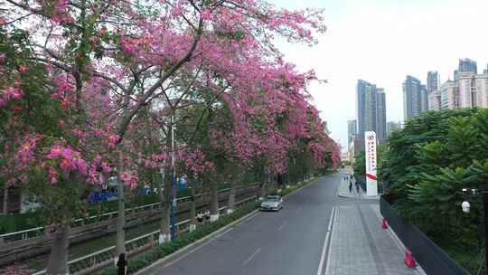 中国广东省广州市荔湾区坦尾美丽异木棉