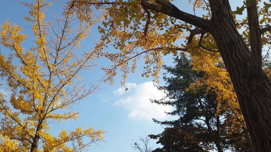 大自然秋天的森林树木 美丽的秋天视频素材模板下载