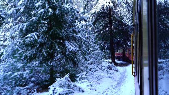 火车在白雪覆盖的森林中穿行