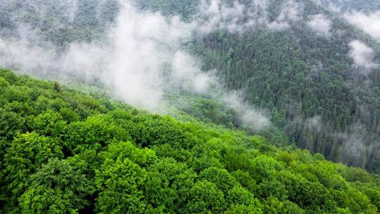 航拍雨天鸟瞰山林上空的云飞过神奇的夏日森林