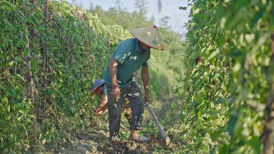 农业视频合集蔬菜种植劳动光荣农民丰收农田