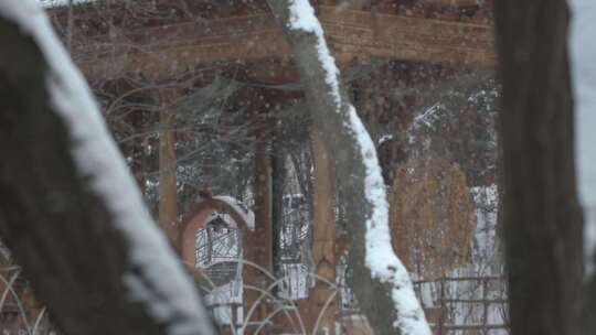 森林树林零星小雪下雪