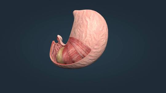胃酸胃粘膜黏膜胃襞黏液胃道胃剖面三维动画