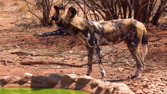 非洲野狗漫游在纳米比亚的大草原上