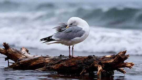海边木头上休憩的海鸥