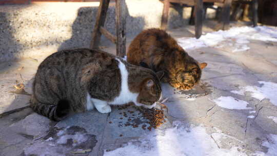 猫在院子吃东西吃猫粮