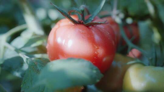 普罗旺斯西红柿番茄视频素材模板下载