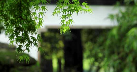 江南春雨庭院屋檐落雨珠