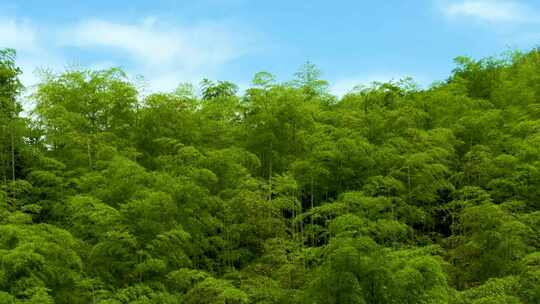 青山竹海竹山竹林竹子