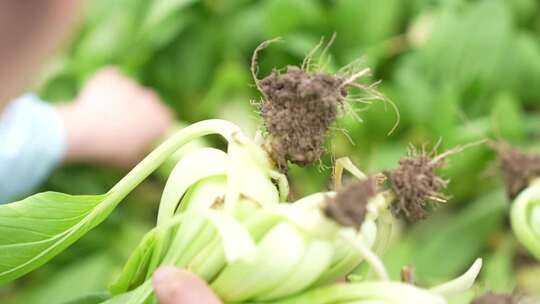 油菜成熟 采摘油菜视频素材模板下载