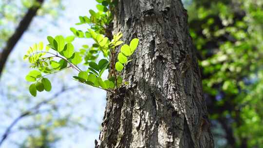 春天生机勃勃树木嫩枝绿叶生长的生命力活力