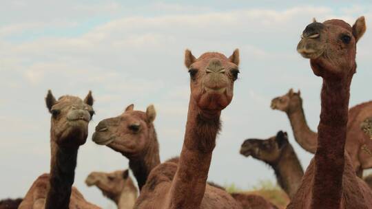 骆驼群实拍视频特写镜头