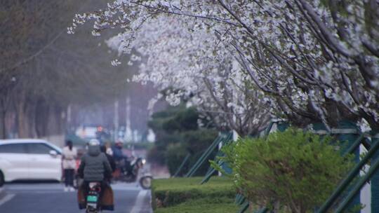 威海世昌大道的春天樱花4K视频素材模板下载