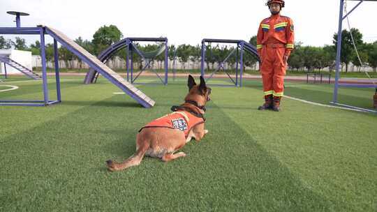 消防搜救犬视频素材模板下载