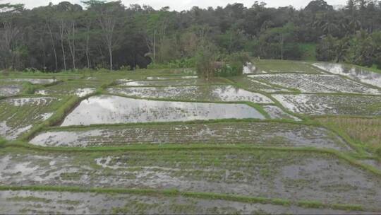 俯视镜头写的稻田景观