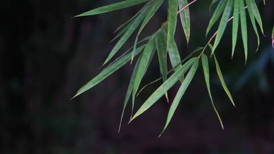 植物枝条在湖边随微风摆动视频素材