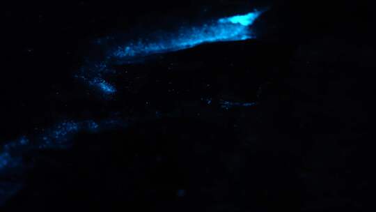 海萤 浮游 荧光海
