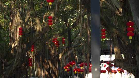 春节树上悬挂灯笼实拍