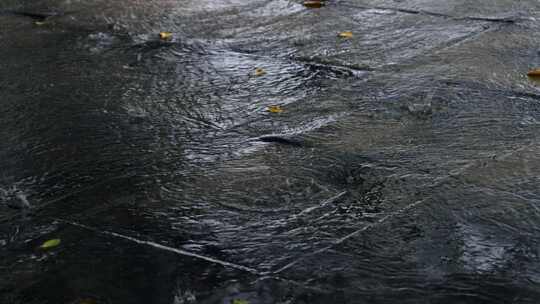 地面雨水积水与落叶景象