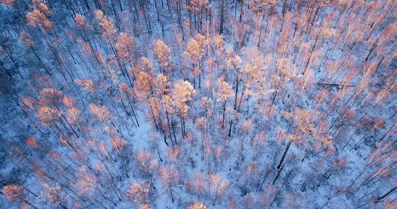 航拍夕阳照耀下的茂密雪林