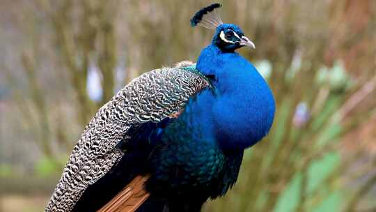 动物园里的蓝色孔雀