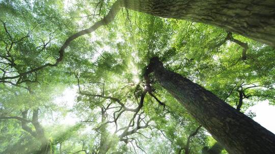 光线阳光穿过森林树林树荫丁达尔效应视频素材模板下载