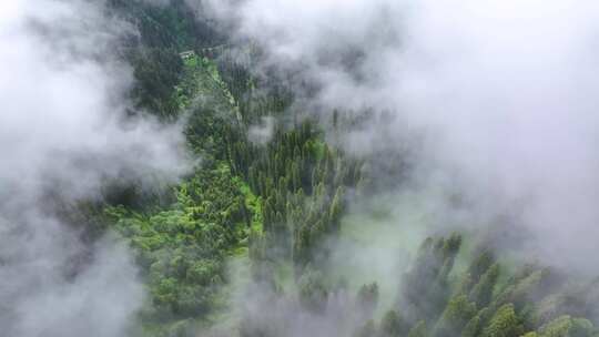 航拍新疆雪山森林风光