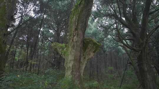 翠云廊古柏原始森林树木树林视频合集