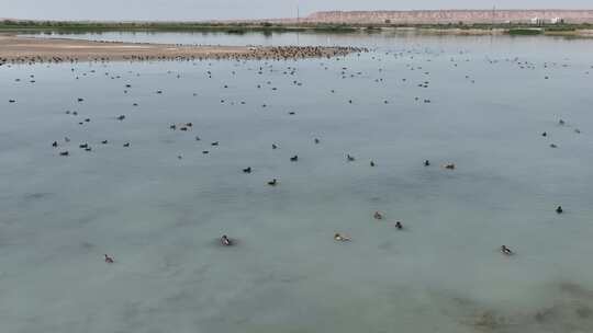 4k航拍黑河湿地水鸟鹤