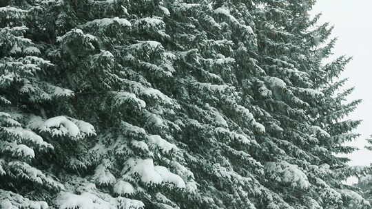白雪覆盖的冷杉和雪7