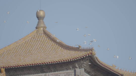 北京鸽子 故宫鸽子视频素材模板下载