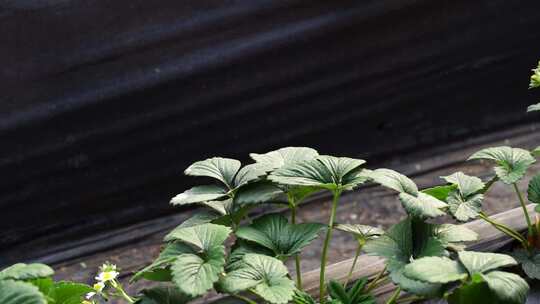 草莓种植 草莓种植技术 草莓基地园