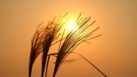 4k唯美夕阳芦苇随风飘动