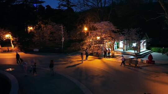 青岛春天青岛中山公园樱花