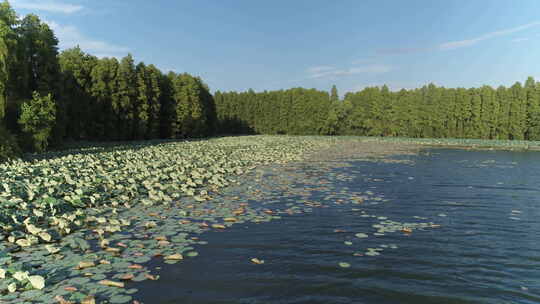 航拍武汉东湖水杉林湖面荷叶