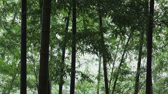 下雨天茂密的竹林枝叶繁茂生机勃勃的景象