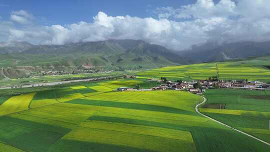 青海祁连县夏塘村油菜花乡村田园航拍风光