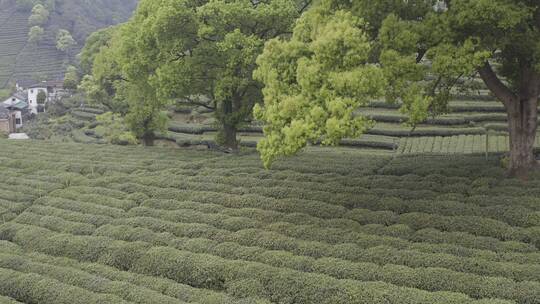 茶茶叶红茶艺采茶泡茶红茶山春茶道茶园农业