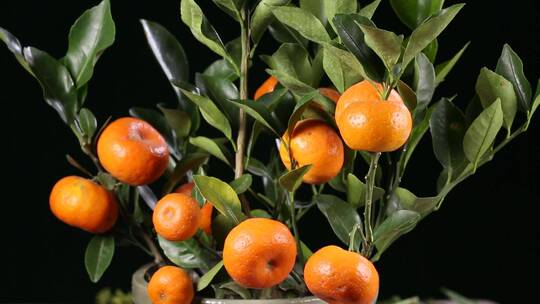 盆栽观赏橘子金桔 (5)